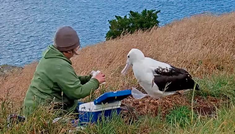 Royal Albatross Returned to Nest