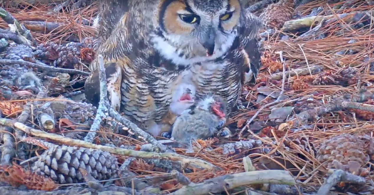Fluffy Owlet Fills Up On Breakfast With Female