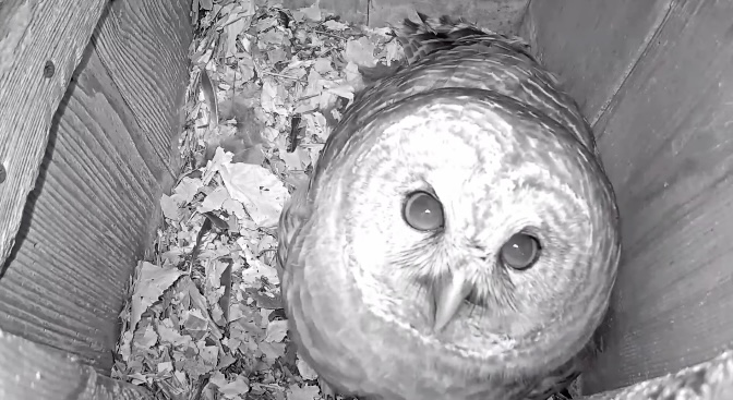 Barred Owl Lays Egg #1