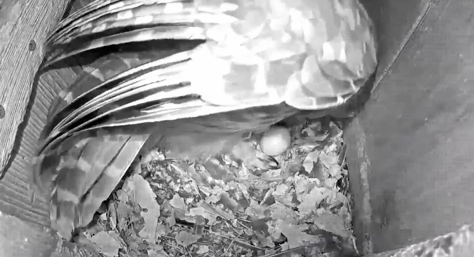 Female Barred Owl Lays Second Egg