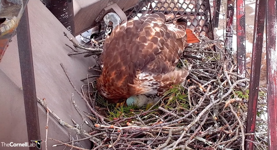 Tap to watch Big Red lay her first egg. 