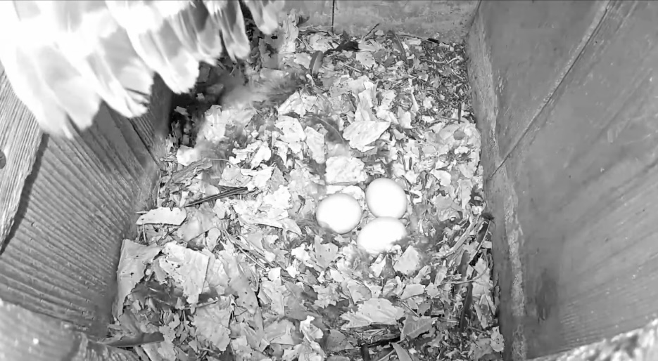 Tap or click to see three eggs in Barred Owl Nest