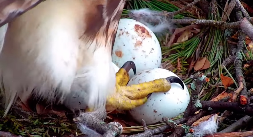 Tap to watch Big Red reveal her third hawk egg.