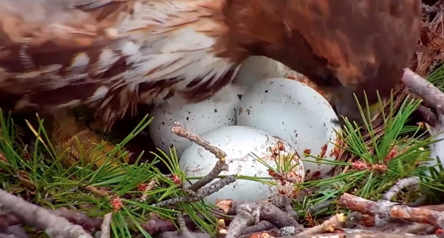 Tap to see Big Red lay the fourth egg in the Cornell Hawks nest.