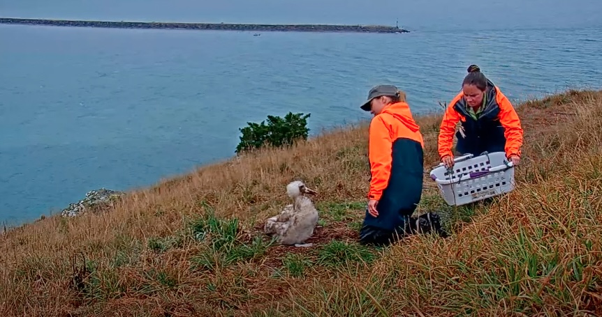 Tap to watch the albatross chick get weighed by rangers from the New Zealand Department of Conservation. 