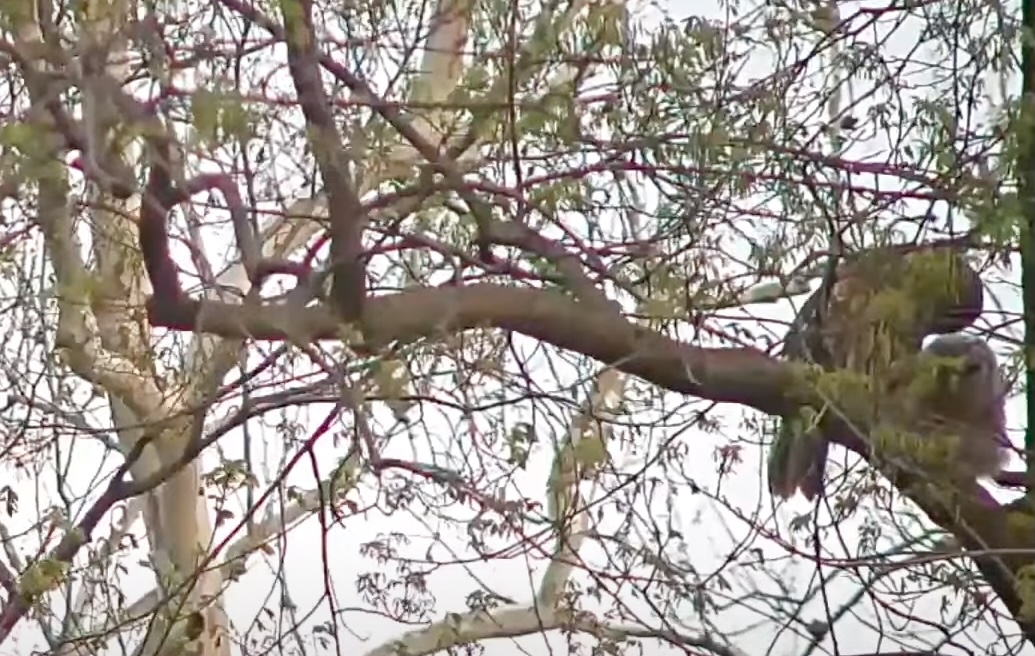 May climbs up tree near nest box