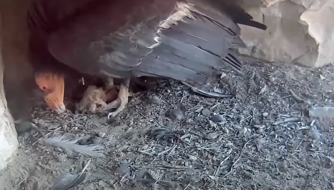 Catch the first look at the condor chick.