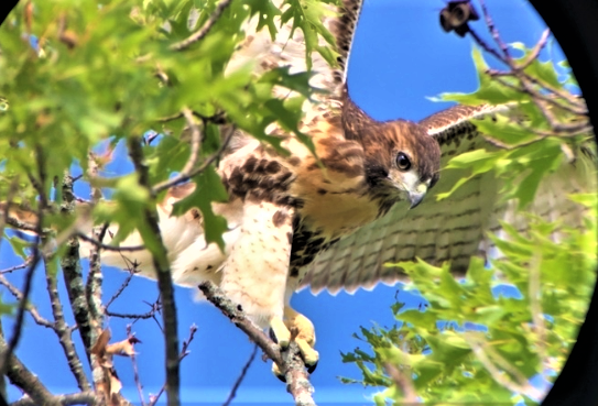 L4 Fledges! Final Cornell Red-tailed Hawk Nestling Takes Its First Flight.