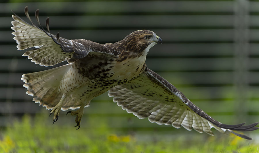 Fledgling L1 taking off from the ground.