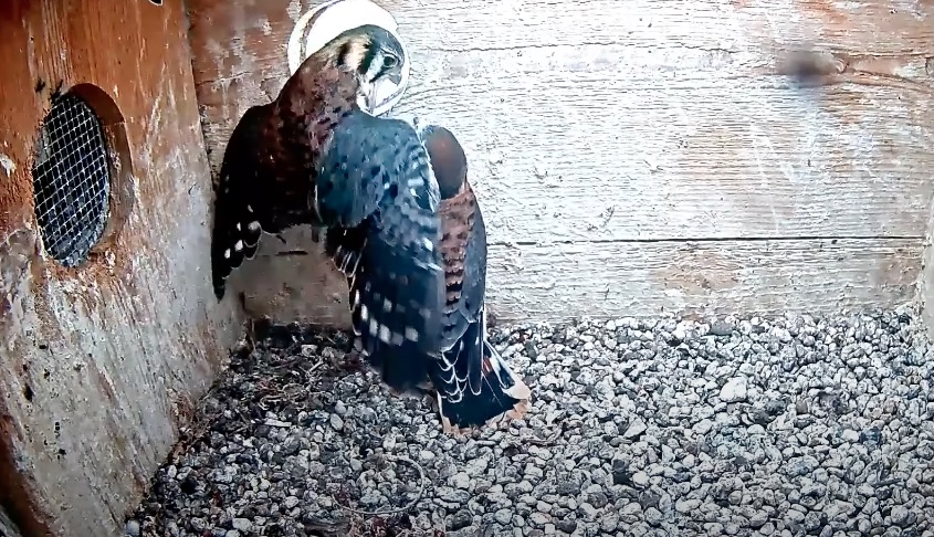Tap to watch all four fledglings exit the nest box.