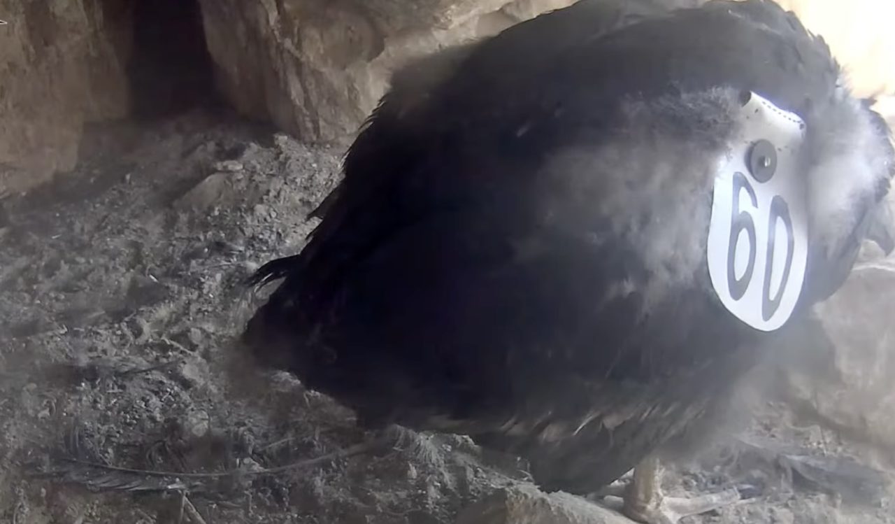 Condor chick reveals wing tag #60. 