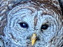Closeup on Barred Owl Face