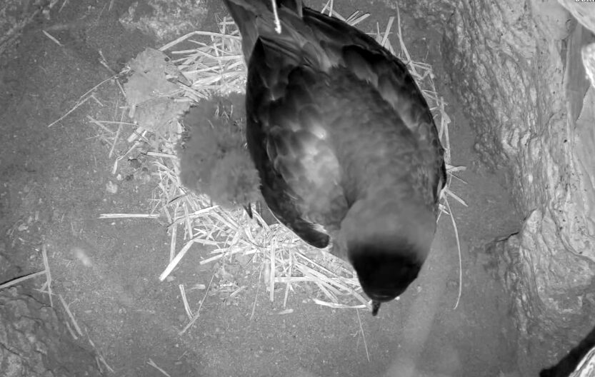 Hatching Egg Reveals Fluffy Petrel Chick
