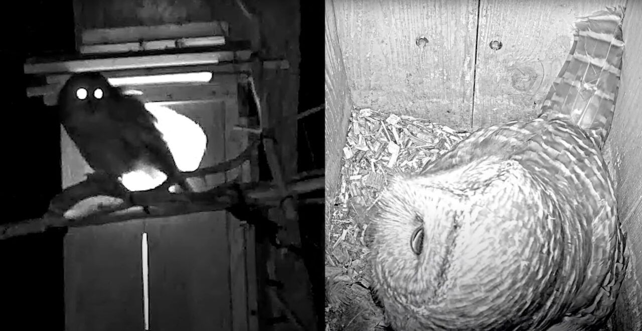 Barred Owls hoot in nest box.