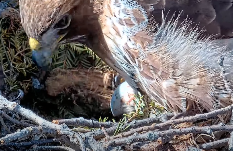 Watch Big Red reveal the first egg of 2023. 