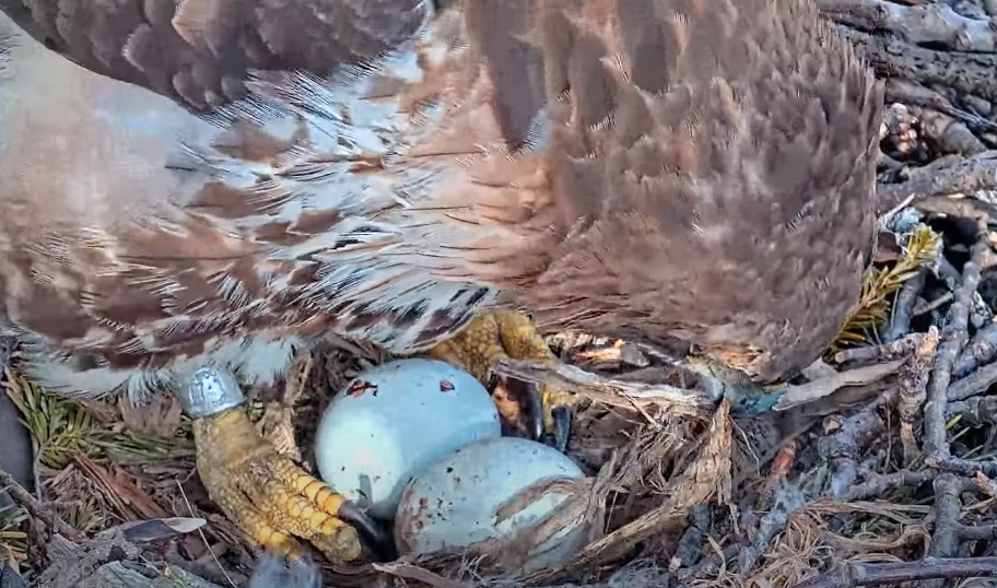 Watch the reveal of the second egg at the Cornell Hawks nest.