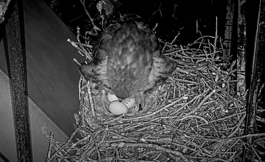 Watch Big Red lay her third egg of the breeding season.