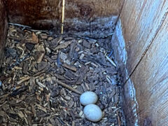 Two eggs in a Barred Owl nest box.