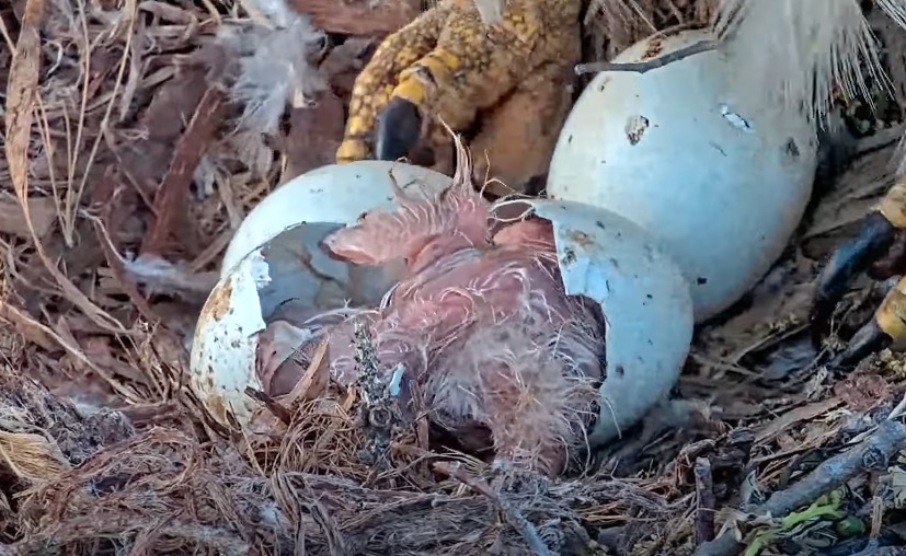 M1 hatches at Cornell Hawks nest