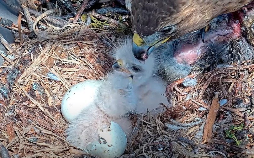 M2 hatches at Cornell Hawks nest.