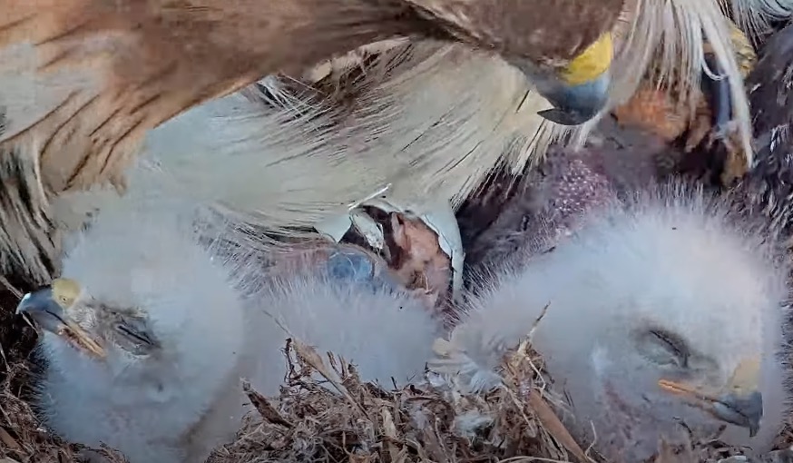 M3 hatches at Cornell Hawks nest