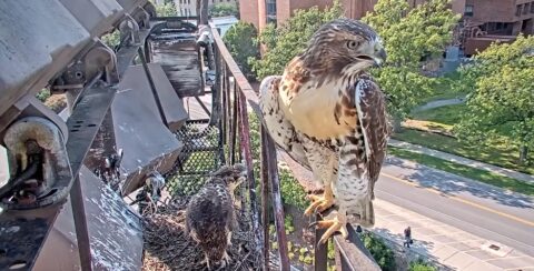 Red-tailed Hawks reunite at nest site.