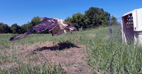 red-tailed hawk taking flight near the ground