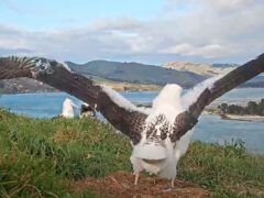 Royal Albatross Chicks Prepare to Fledge