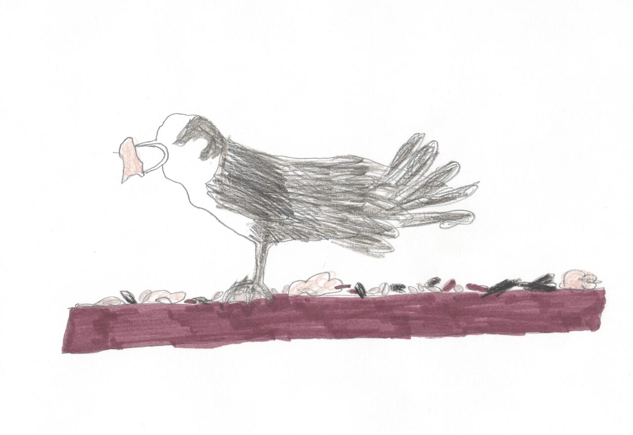 "Canada Jay eating yum yums" by Marianna B.