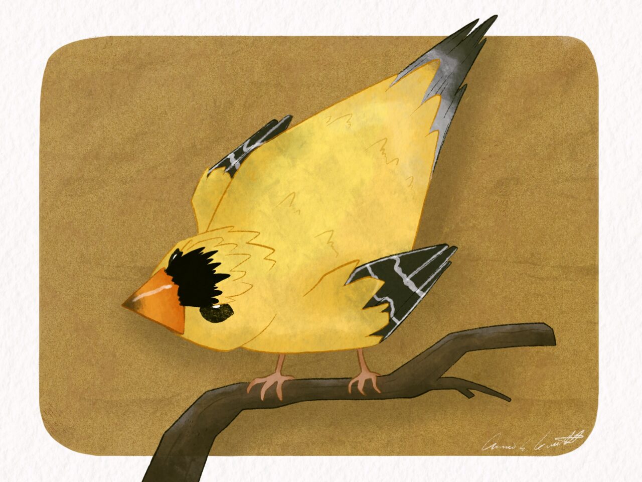 American Goldfinch by Aimee Leavitt