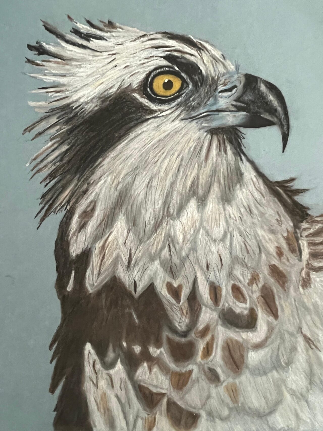 Osprey by Bill Guernsey