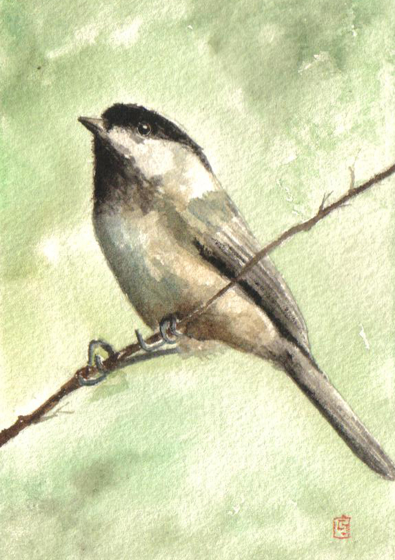 "Chickadees are my favorite bird" by Caroline Jones