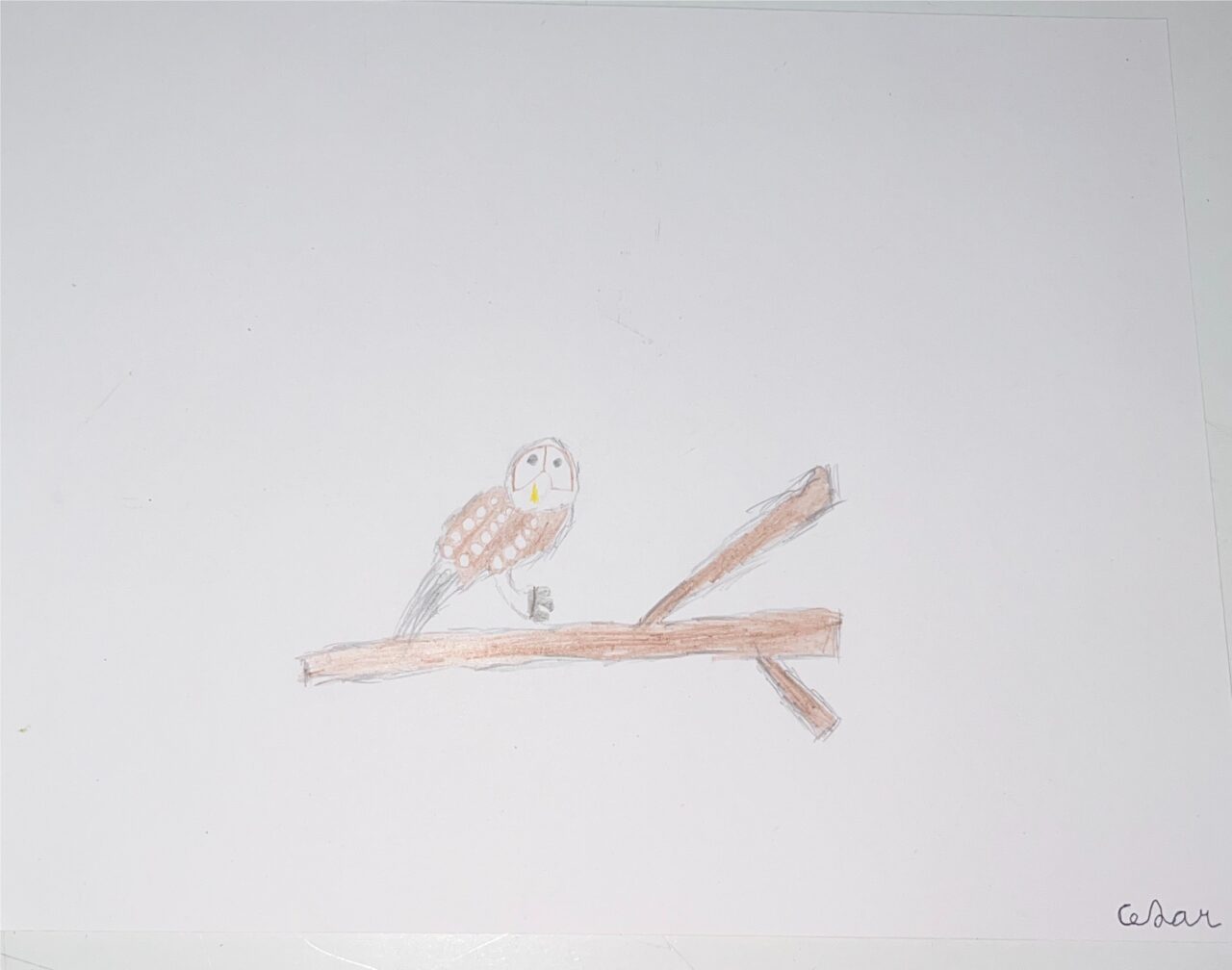 Owl by Cesar Sanclemente