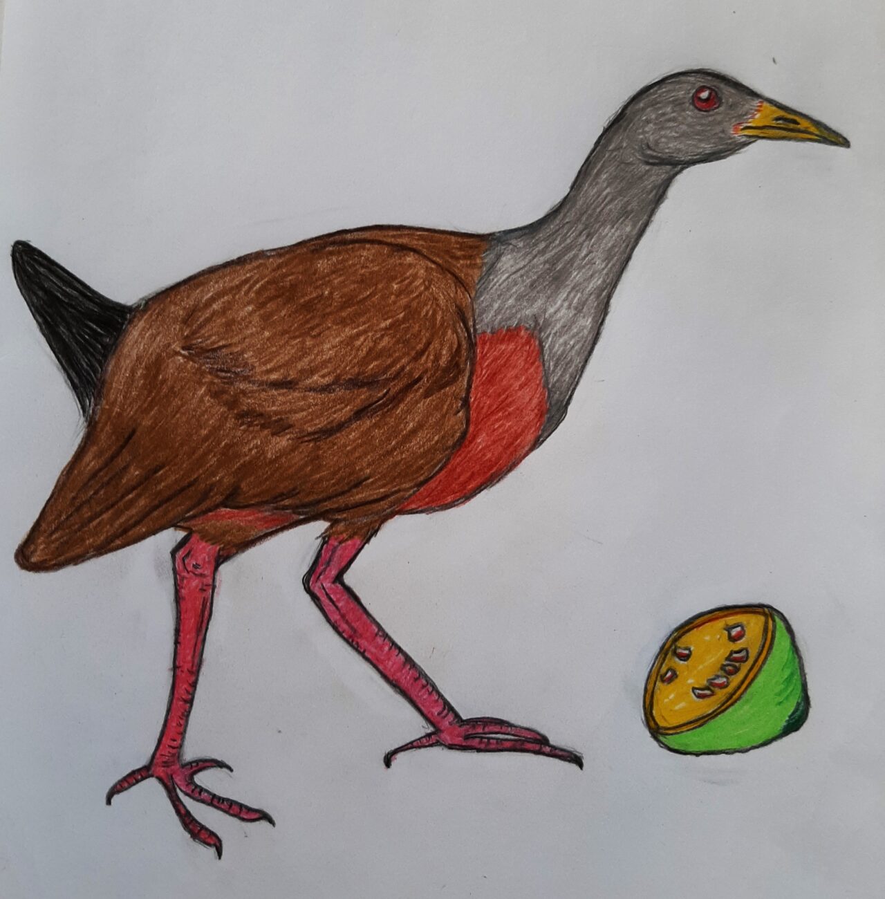 "Wary Wood-Rail" by Cindy Paszkowski