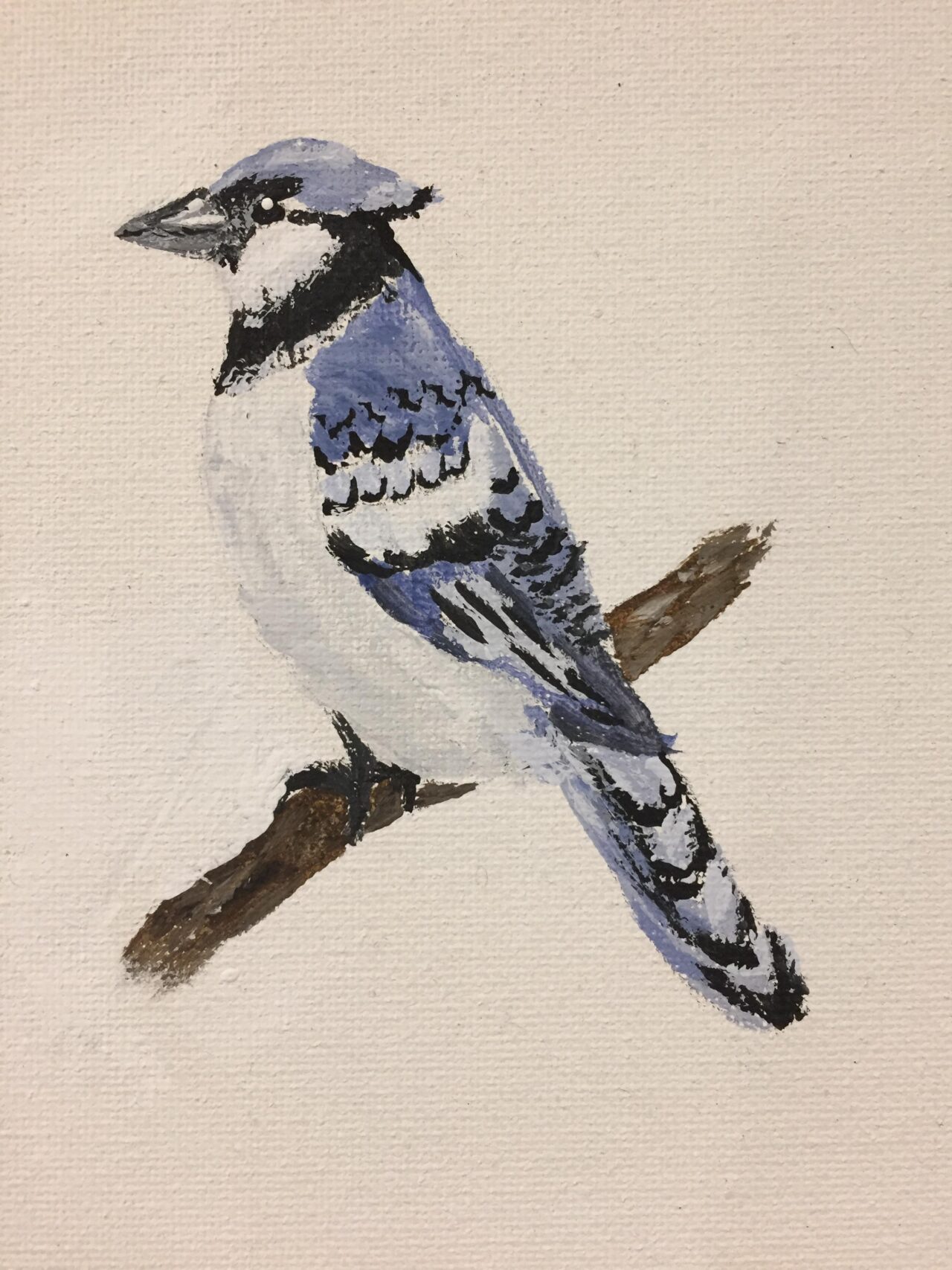 "Watchful Jay" by Claire Moreno