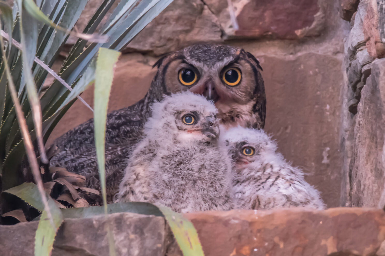 Athena the Great Horned Owl guarding two owlets.