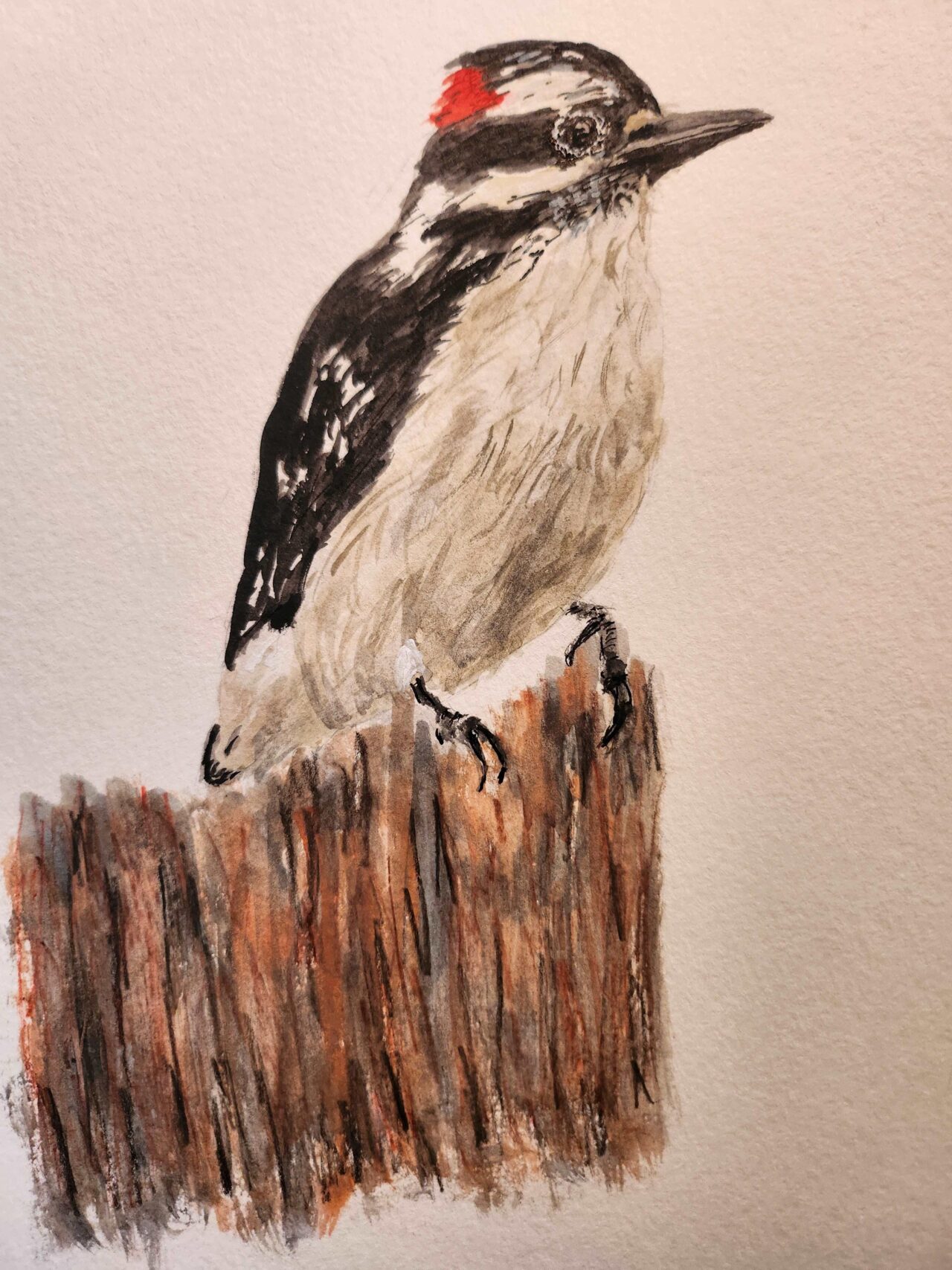 Male Downy Woodpecker by Donita Buchheit