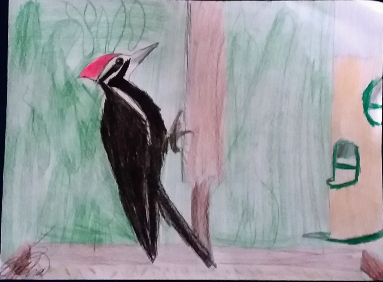 Pileated Woodpecker by Elisha Matthew