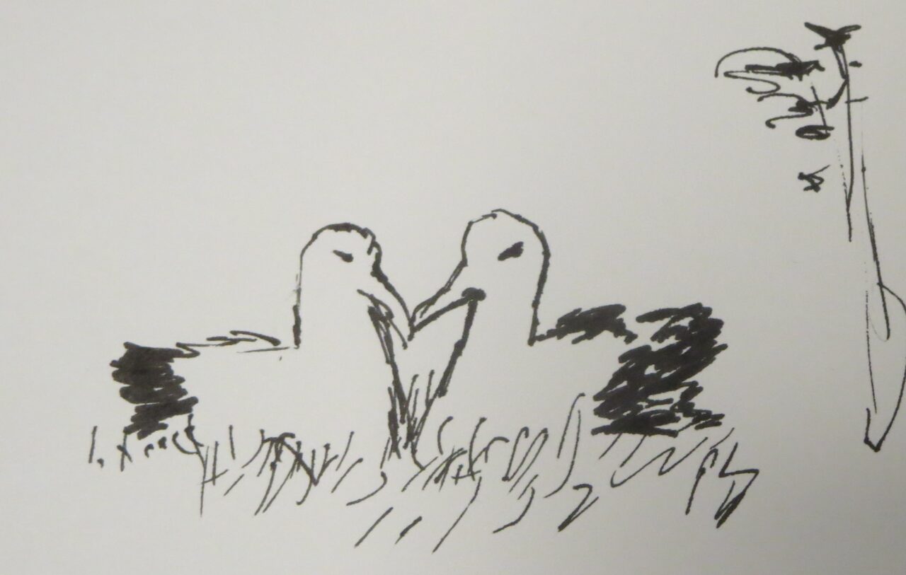 Albatross by Emily R.