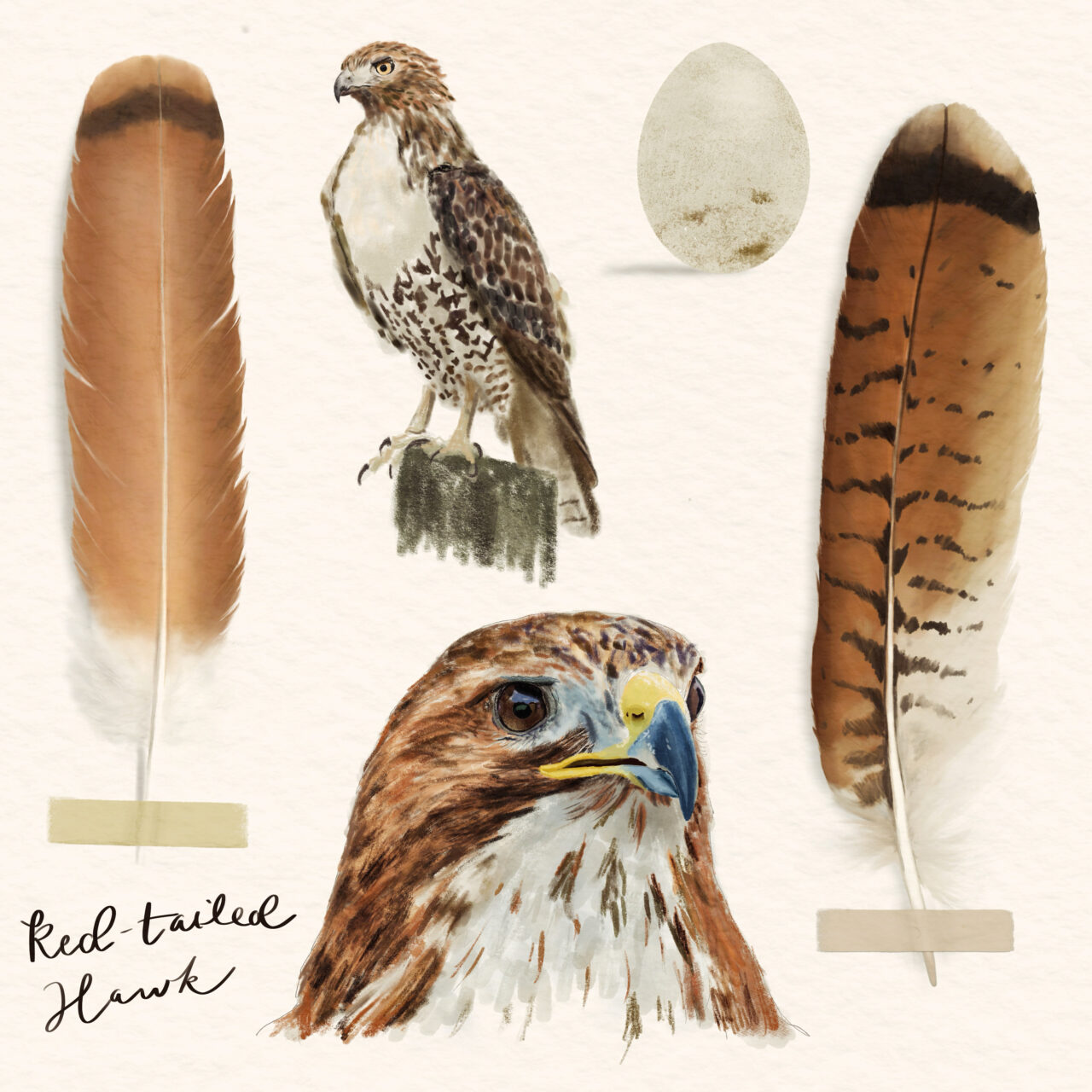 "Red-tailed Hawk Study" by Erika Fischer-Corners