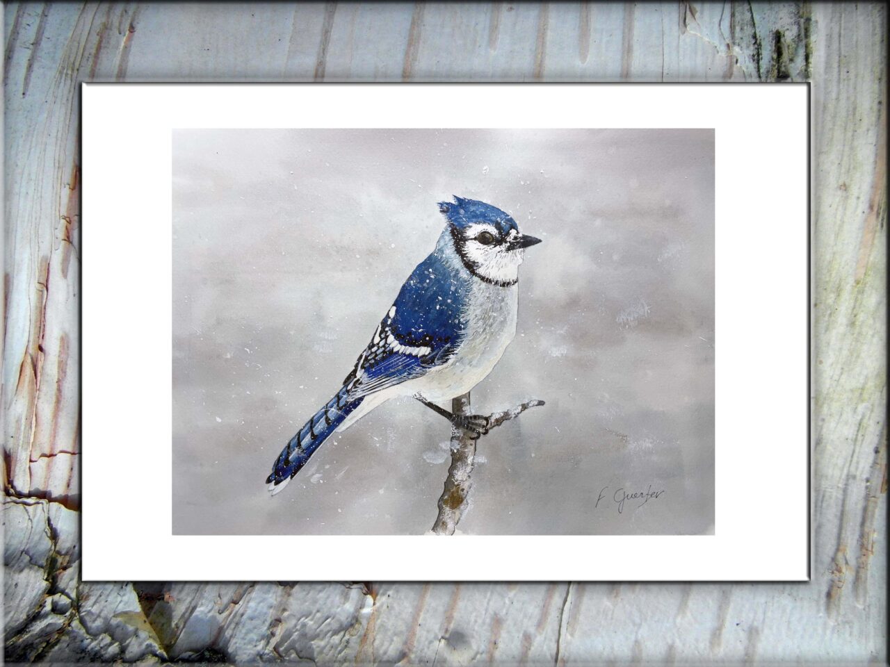 "Blue Jay under the snow" by Fabrice Guerber