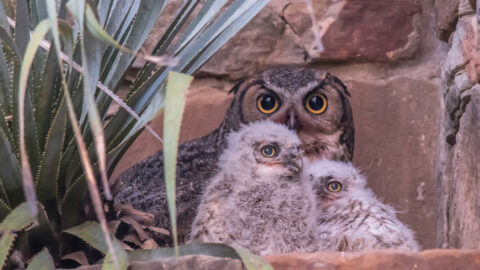 Tap to view the Great Horned Owl Cam timeline.