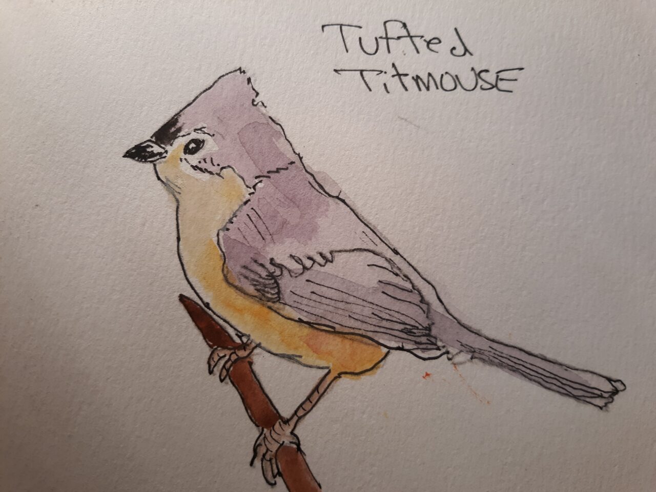 Tufted Titmouse by Hank Lawrence