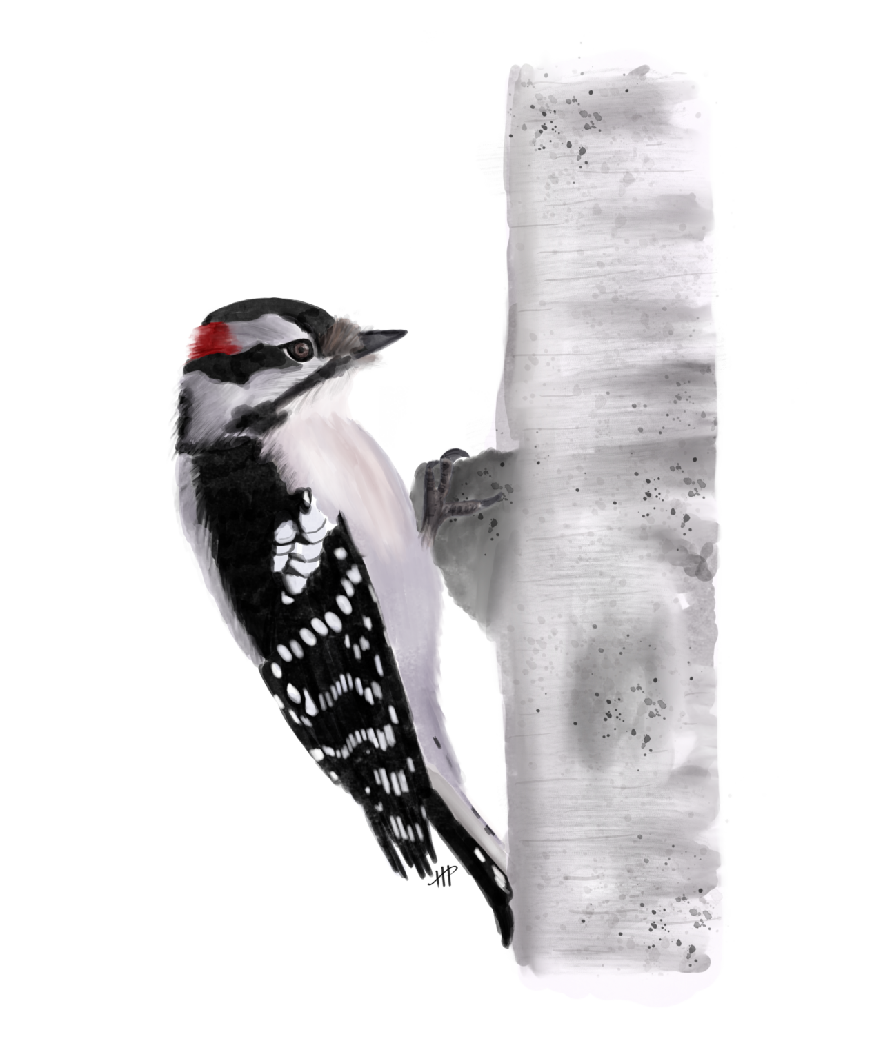 Downy Woodpecker by Hannah Phillips