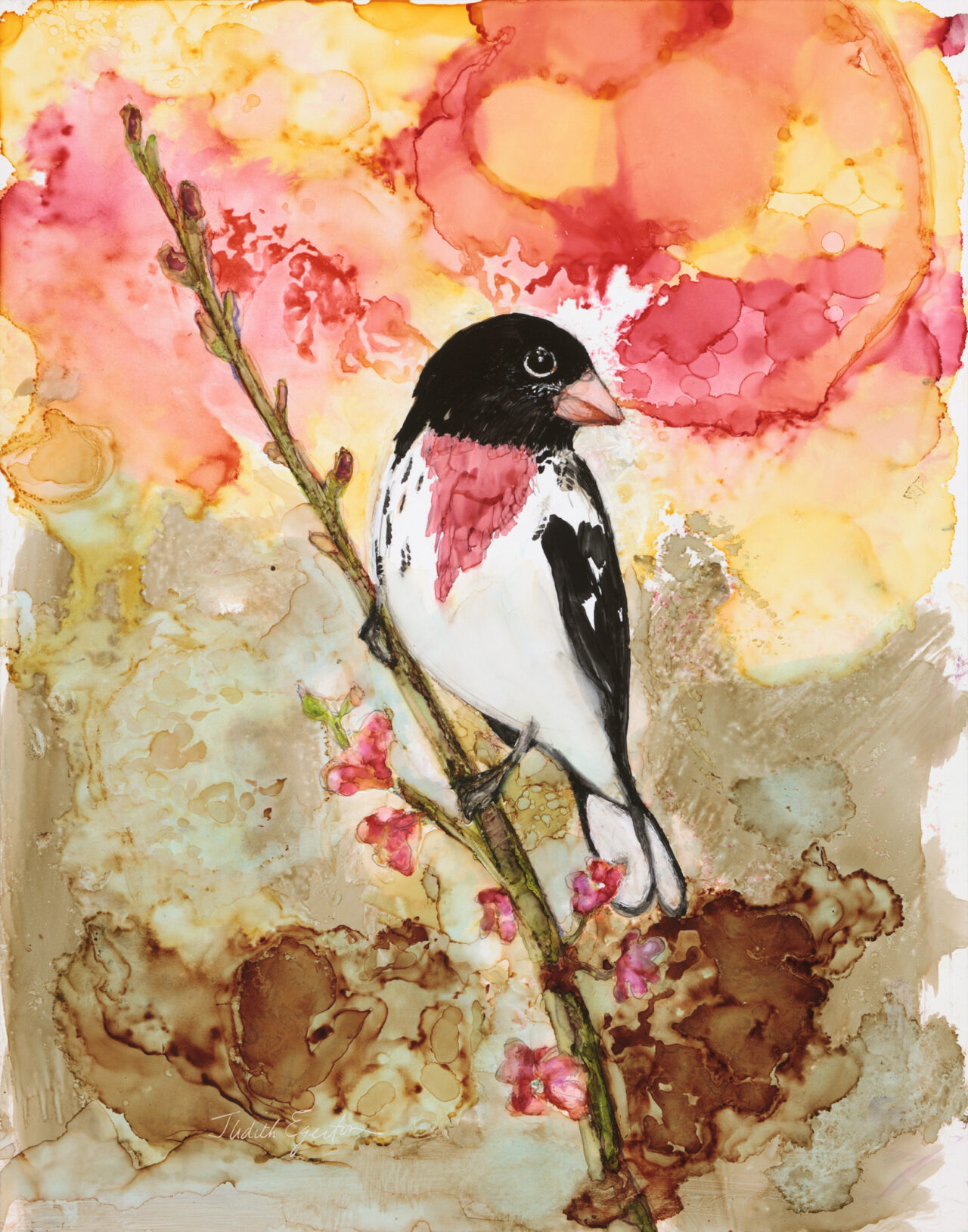 Rose-breasted Grosbeak by Judith Egerton