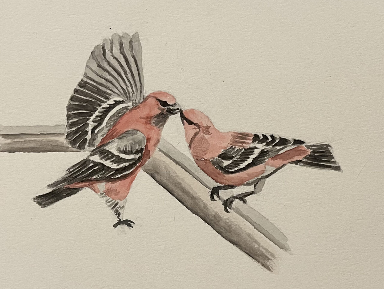 "Pine Grosbeaks Interacting at the feeder" by Julia Plummer