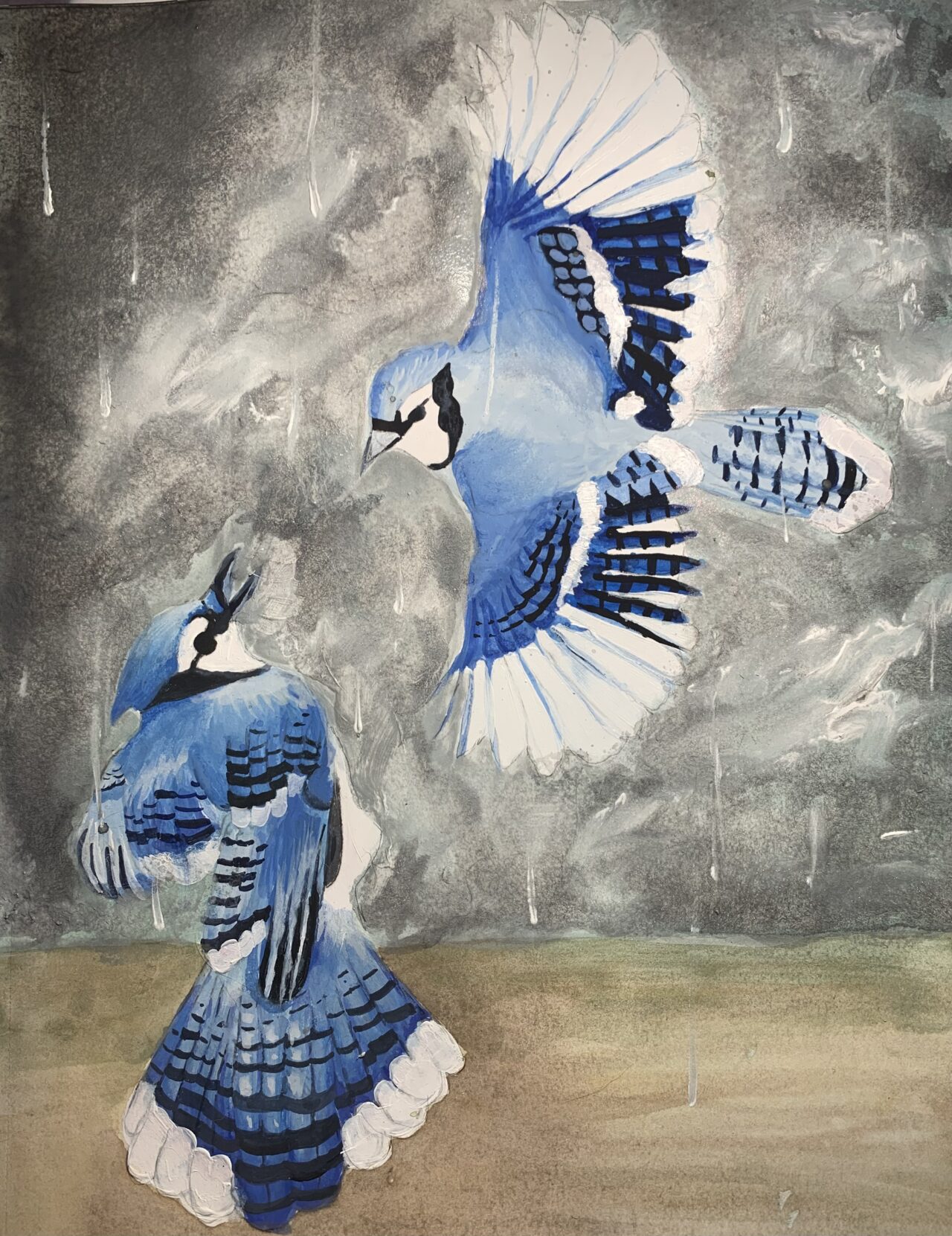 "Blue Jays fighting over the feeder" by Kolby Tally