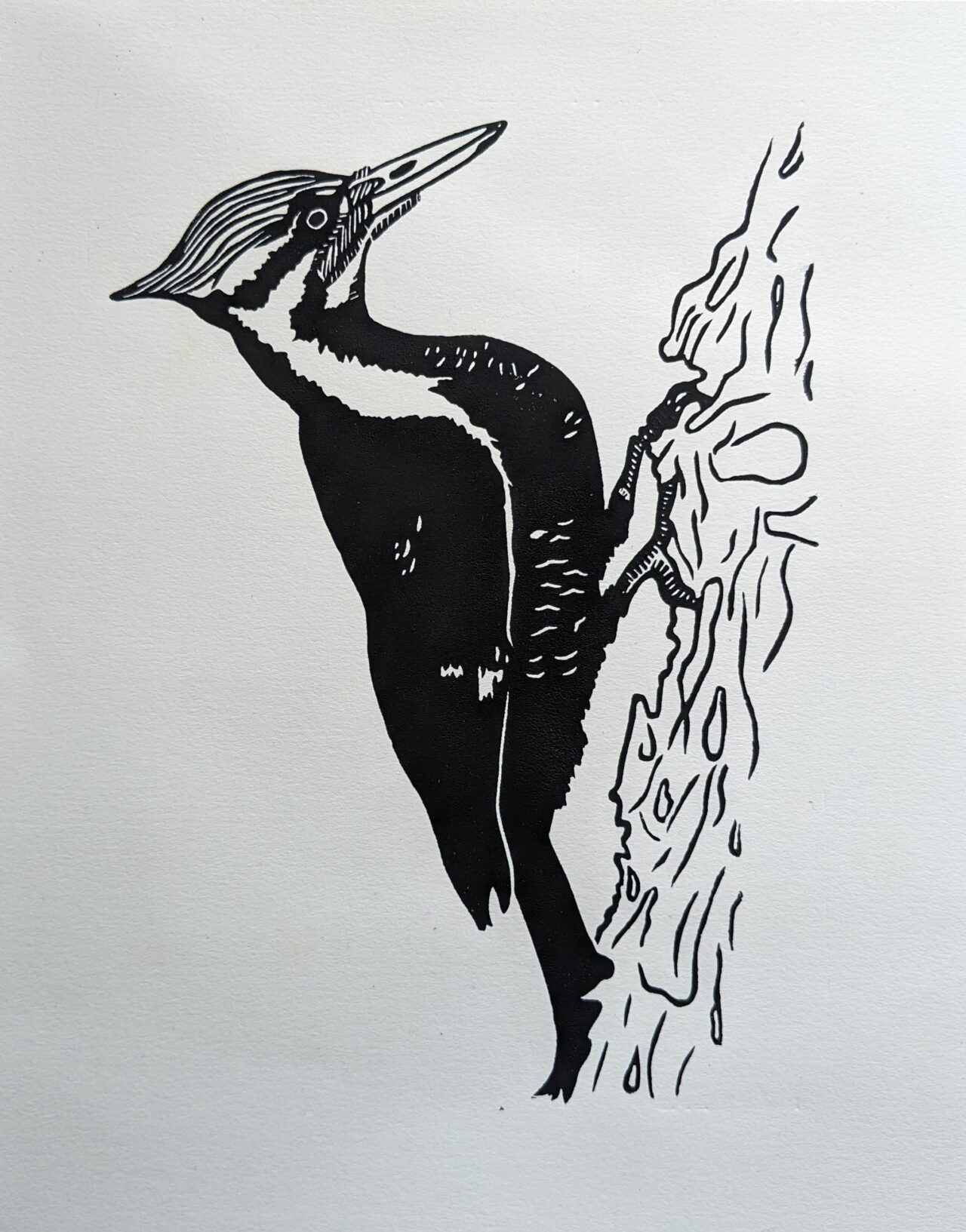 Pileated Woodpecker by Lauren Giannullo