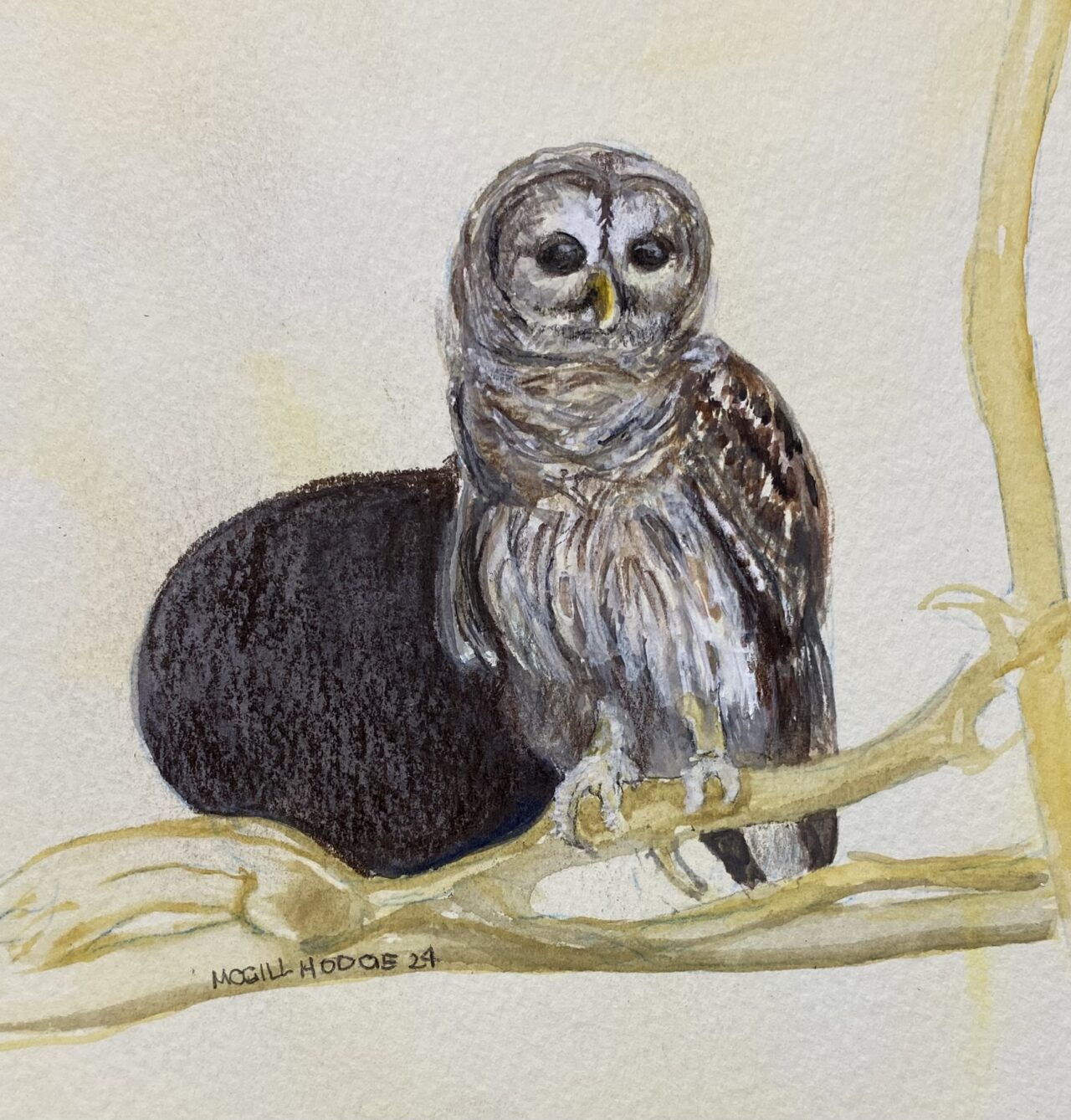 Barred Owl by Marion Hodge