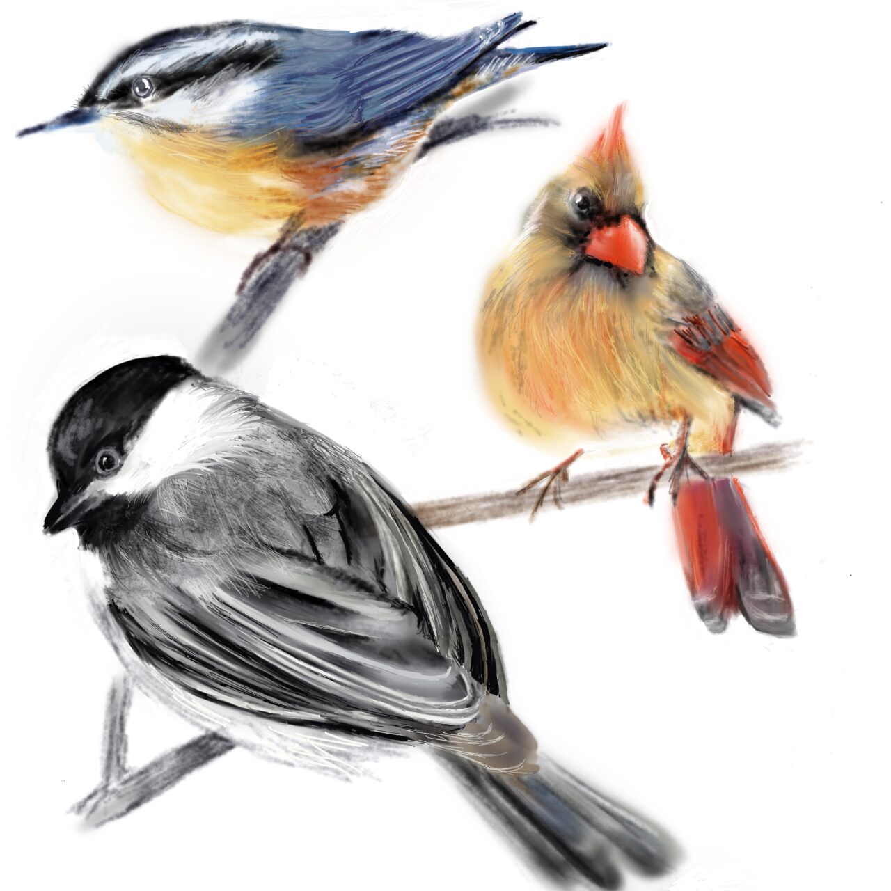 Black-capped Chickadee, Red-breasted Nuthatch, and Northern Cardinal by Marta Wohrle